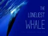 مستند تنهاترین نهنگ: در جستجوی نهنگ 52 (2021) زیرنویس فارسی