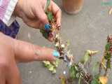 تکثیر گل مرجان - آموزش ویدیو قلمه زدن گل مرجان 