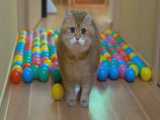 رد شدن گربه کیوت از موانع توپ های رنگین کمان