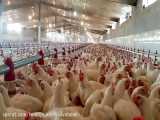 جوجه یکروزه - پرورش مرغ گوشتی با استاندارد اصولی