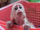 چهره غمگین میمون کوچولو به دلیل کم خوردن شیر