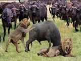 مستند حیات وحش - حملات شیرها به بوفالوها - جنگ حیوانات