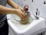 وقت حمام میمون کوچولو