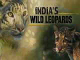 مستند پلنگ های وحشی هند زیرنویس فارسی 2020 Indias Wild Leopards