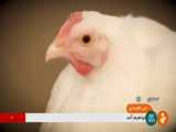 گزارشی تصویری از پرورش مرغ گوشتی در اصفهان