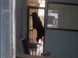 رهاسازی خرس سیاه بلوچی گرفتار شده در کلاس 