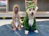 مبارزه بچه میمون و توله سگ