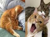 گربه های بامزه و خنده دار - طنز حیوانات خانگی