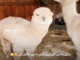 کیوت^_^.