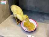 BiBi sneaky eat duckling& 039;s food and run away