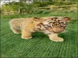 ببر کپی ممنوع