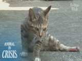 گربه سرگردان با پاهای معلول - نجات حیوانات