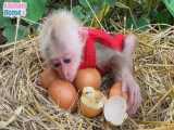 مادری کردن بچه میمون برا جوجه تخم مرغ ها