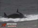 حمله نهنگ قاتل به مرد