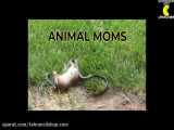 10 دفاع جانانه حیوانات از بچه هایشان در برابر درندگان (تهران سی دی شاپ)