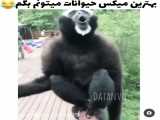 بهترین میکس از حیوانات