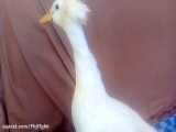 نشون دادن و معرفی کردن اردک هام
