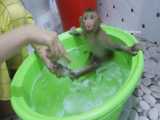 نشستن میمون در وان حمام