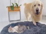 اشغال کردن تخت سگ توسط گربه های شیطون