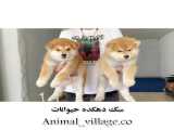 توله سگ اکیتا ژاپنی آکیتا اصیل