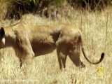 شکار خوفناک یک گورخر توسط شیرهای آفریقایی