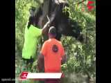 نجات گاو گرفتار در میان شاخه های درخت