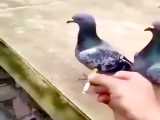 کلیپ کبوتر سیگار میکشه/کلیپ کبوتر دارم سیگار می کشه