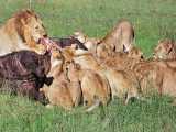 مستند حیات وحش - شکار یاد دادن شیر نر به توله ها - شکار بوفالو