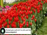 جشنواره گل های لاله کلانشهر اراک