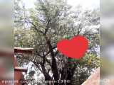 فیلم طبیعت