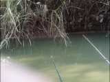 لحظه زیبای نوک زدن ماهی و بازی شناور ماهیگیری در رودخانه تجن ساری... شهریور 1400
