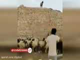 تلاش چوپان برای جلوگیری از خودکشی گوسفند