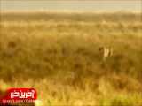 تقابل نفس‌گیر یک غزال و سه چیتا در حیات وحش