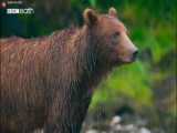 مستند حیوانات جهان - حیات وحش و توله خرس