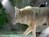 وحشتناک ترین گرگ های جهان .| کلیپ حیوانات وحشی | حیات وحش