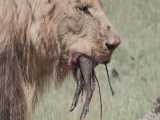 مستند حیات وحش - شکار بی رحمانه خوک توسط شیرها