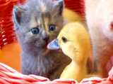 یک سبد گربه های کوچولو و جوجه اردک