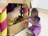 BiBi monkey takes duckling to visit Ody cat