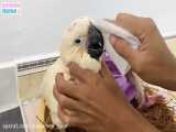 BiBi obedient helps dad feeds baby parrot