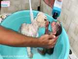 BiBi Monkey helps dad bathe the puppy