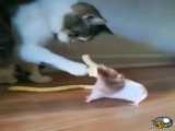 ببینید گربه چگونه به موش کمک میکند.