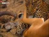 مستند حیات وحش - شکار impala توسط پلنگ