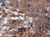 شکار گراز وحشی در زمستان | فیلم شکار حیوانات | حیت وحش