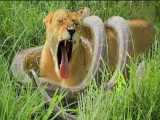 مستند حیات وحش - جنگ شیر ماده و مار پیتون - جنگ حیوانات