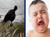 تقلید بی نقص صدای گریه بچه توسط پرنده استرالیایی