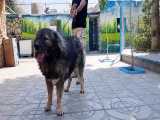 فروش سگ قفقازی ۱.۵ ساله
