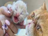 گربه برای اولین بار ۴ بچه‌گربه را به دنیا می‌آورد