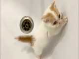 بازی کردن گربه های بامزه در وان حمام