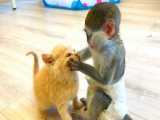 بازی میمون بازیگوش با بچه گربه