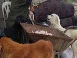 نون و ماست، غذاهای جمعه های سگها در پناهگاه حیوانات